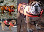 Flytvästar för hundar | Tryggt båtliv med hunden | DiivaDog.com