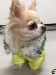 Täckjacka Fresh Lime Jacket | Fuktresistent Yta