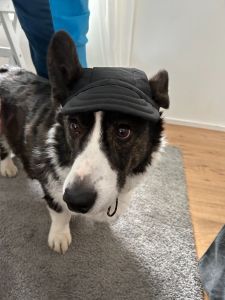 Keps Svart solskyddet | Storlek: L