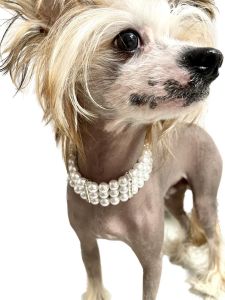 Hundhalsband | Pärla med diamantdrottning | Storlekar: M-L