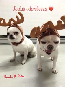 Hund jul | Söt liten renhornsmössa för hund eller katt till jul Med dessa roliga julbilder! | Halsfäste med klistermärke