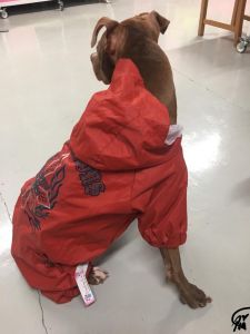 Koiran punainen sadehaalari Dangerous Wild Boys | DiivaDog.fi
